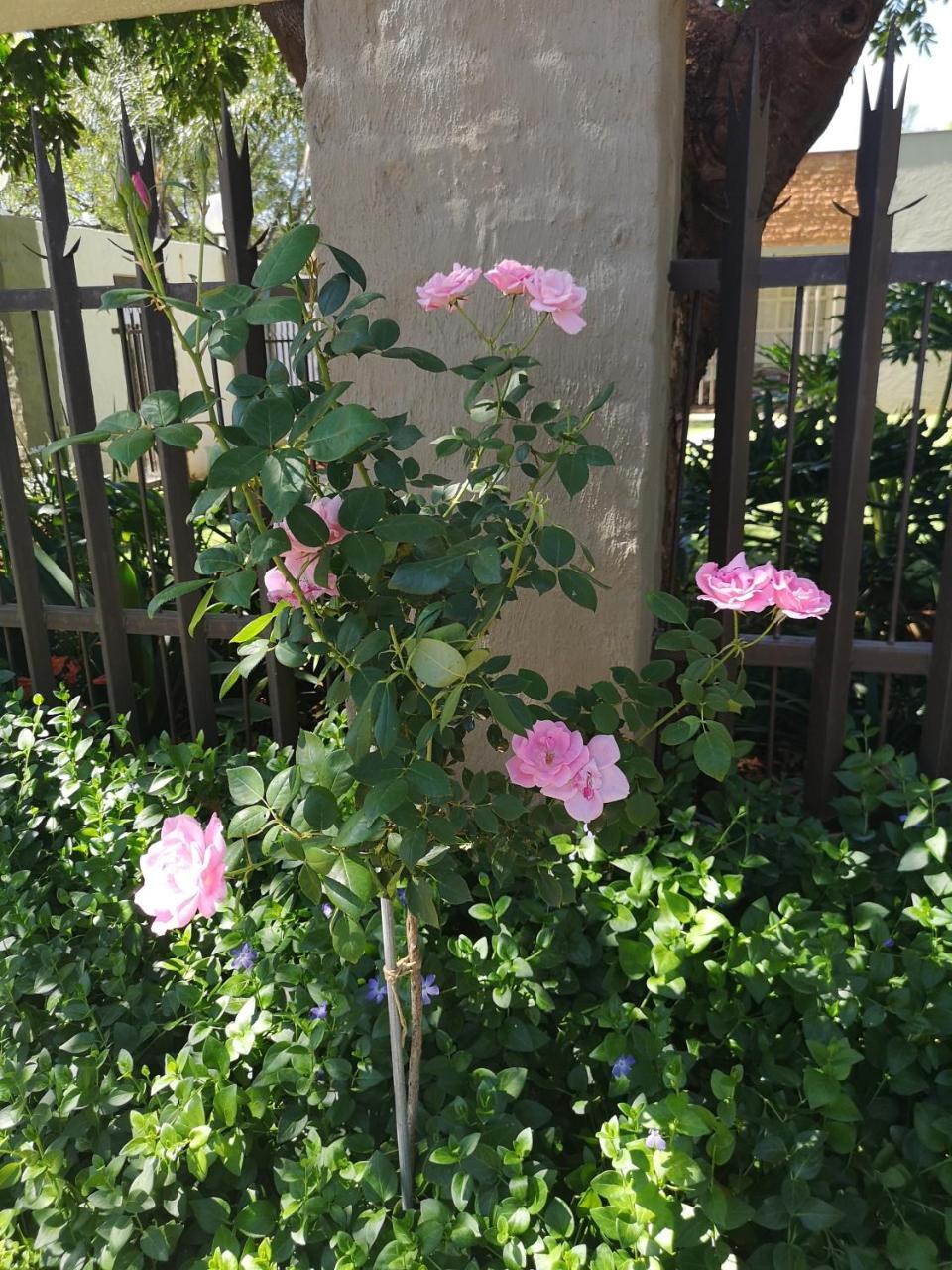 Aaa Rose Garden Guesthouse Mookgophong ภายนอก รูปภาพ